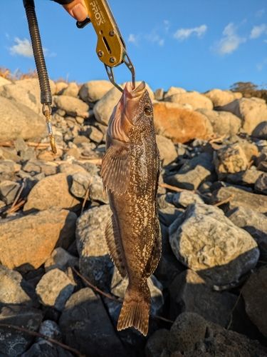 アイナメの釣果