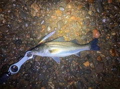 セイゴ（マルスズキ）の釣果