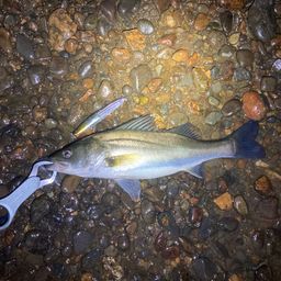 セイゴ（マルスズキ）