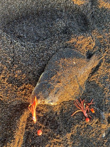 マツカワの釣果