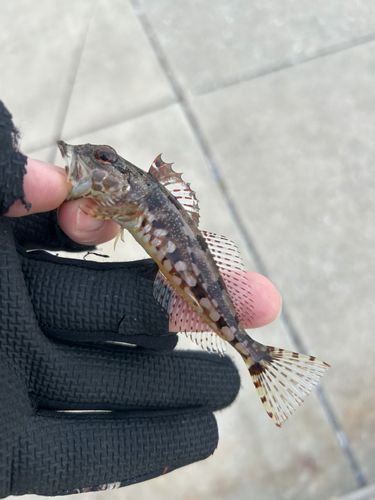 アナハゼの釣果