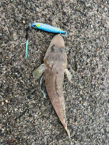 イネゴチの釣果