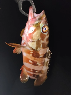 アカハタの釣果