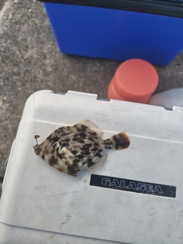 カワハギの釣果