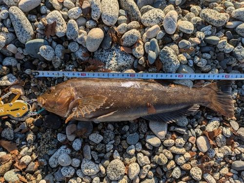 アイナメの釣果