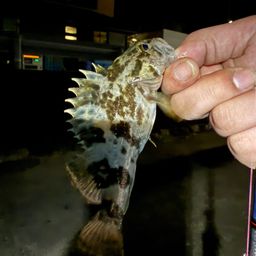 タケノコメバル