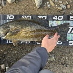 スモールマウスバス