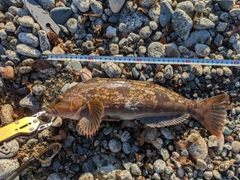 アイナメの釣果