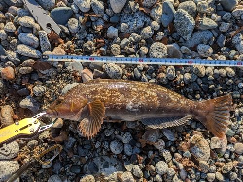 アイナメの釣果