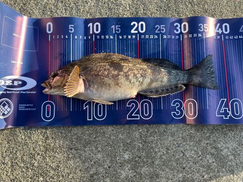 船越湾（岩手）