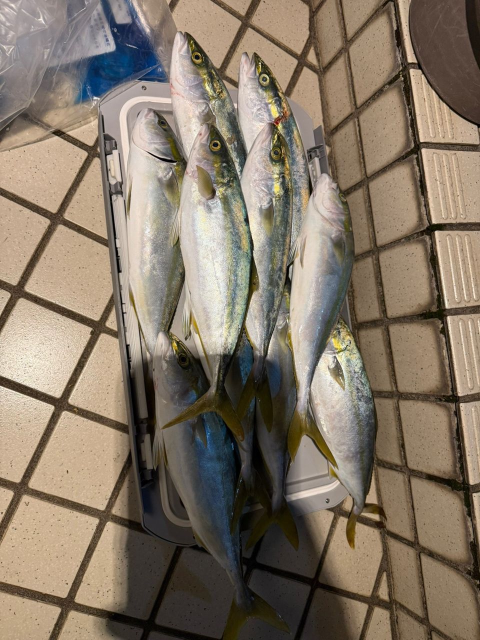 SHIMANO 22ネッサXR S110M/MHの最安値・インプレ・釣果 | 本音の口コミ