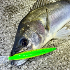 フッコ（マルスズキ）の釣果