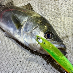 フッコ（マルスズキ）の釣果