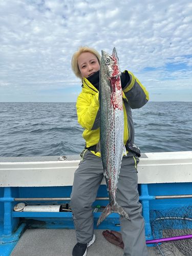 サワラの釣果