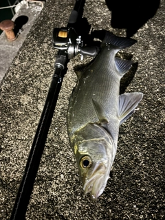 ヒラスズキの釣果