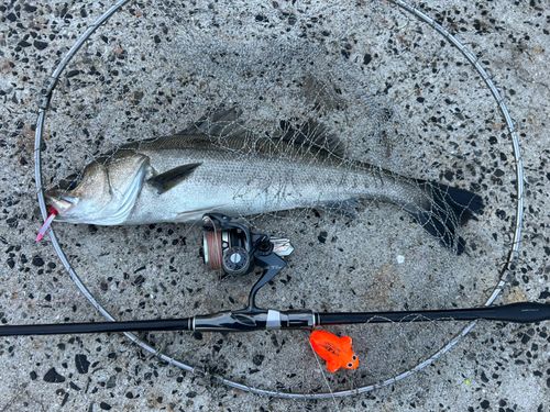 セイゴ（マルスズキ）の釣果
