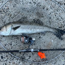 セイゴ（マルスズキ）