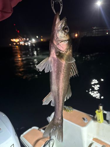 シーバスの釣果