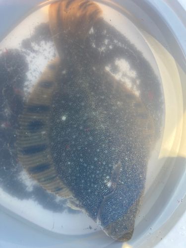 マツカワの釣果