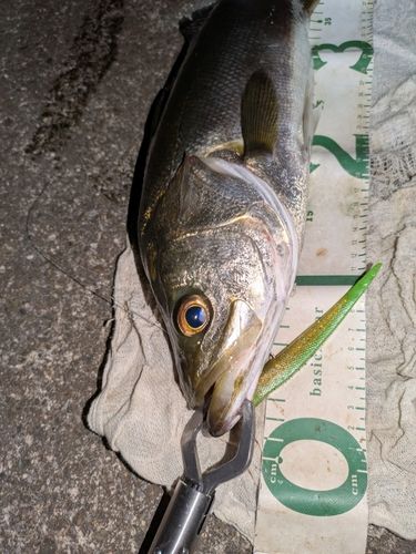 フッコ（マルスズキ）の釣果