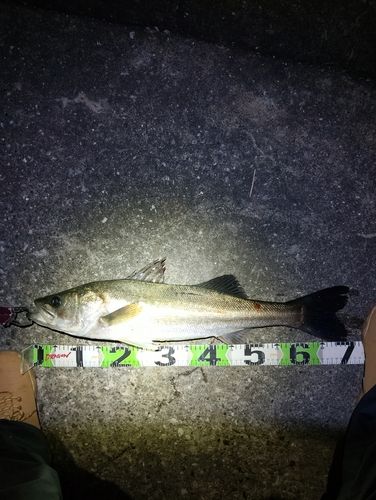 千葉港中央埠頭