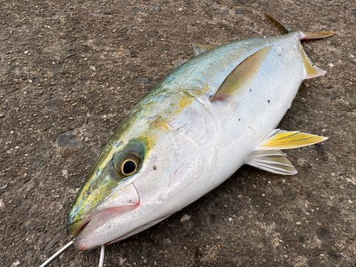 周防大島（屋代島）