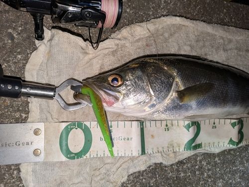 フッコ（マルスズキ）の釣果