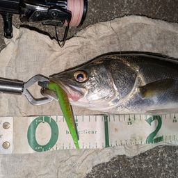 フッコ（マルスズキ）