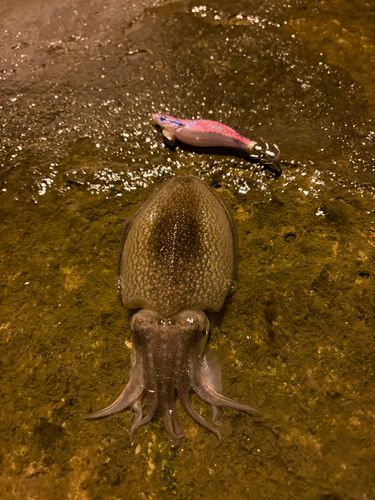 シリヤケイカの釣果