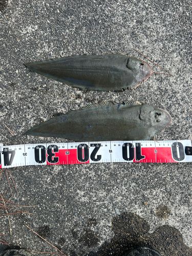 シタビラメの釣果