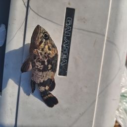 タケノコメバル