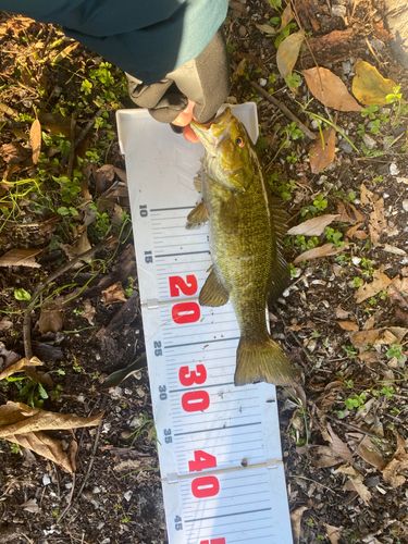 スモールマウスバスの釣果