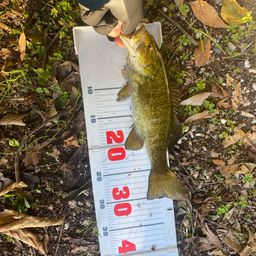 スモールマウスバス