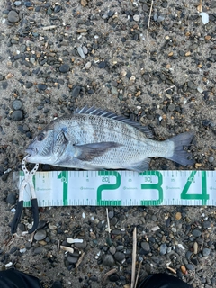 クロダイの釣果