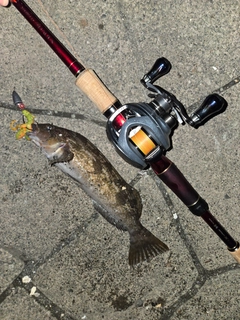 アイナメの釣果