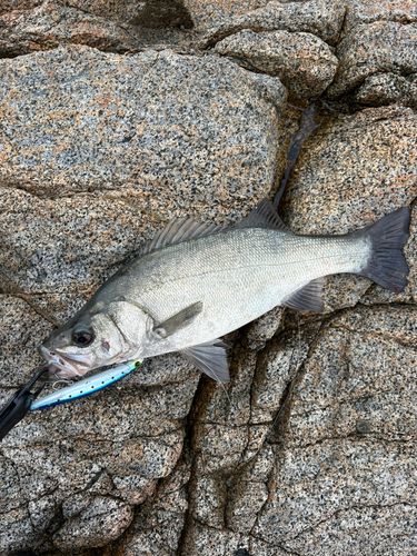 ヒラスズキの釣果