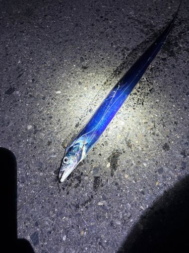 タチウオの釣果