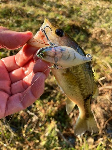 ラージマウスバスの釣果