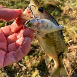 ラージマウスバス