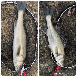 セイゴ（マルスズキ）