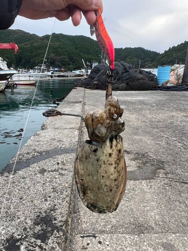 イカの釣果