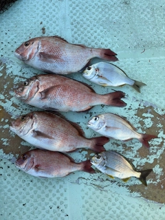 マダイの釣果