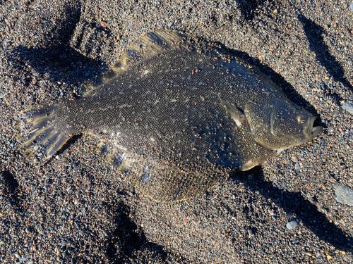 マツカワの釣果
