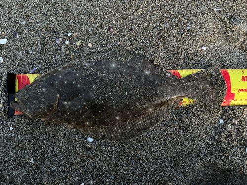 ヒラメの釣果