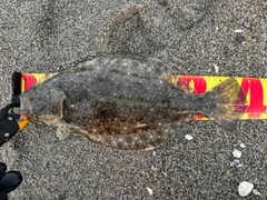 ヒラメの釣果