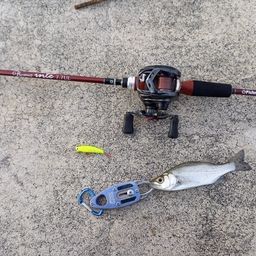 セイゴ（ヒラスズキ）