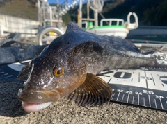 アイナメの釣果
