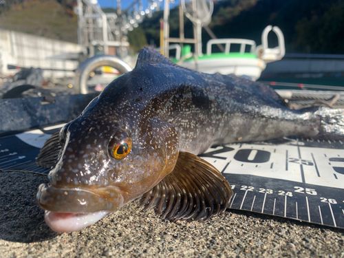 アイナメの釣果