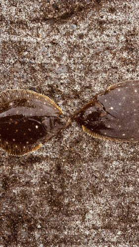 カレイの釣果