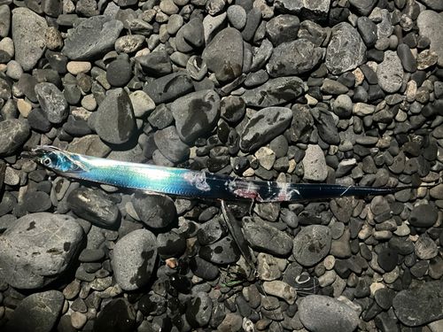 タチウオの釣果